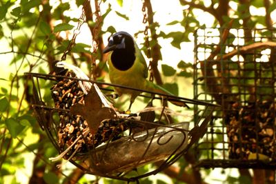 46county33333333greenjay.JPG