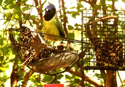 46county555555555greenjay.JPG