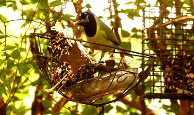 46county6666666greenjay.JPG