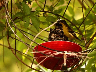 46county77777lassergoldfinch.JPG
