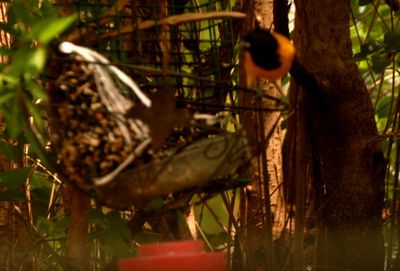 46countyaudubonsssssssss.JPG