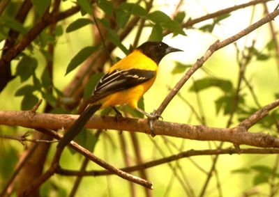 46countyaudubon'sorioleeeeeeeeeeee.JPG