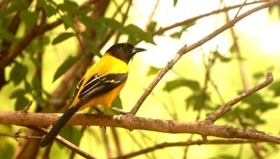 46county111111audubon'soriole.JPG