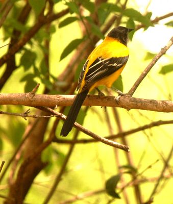 46county22222222audubon'soriole.JPG