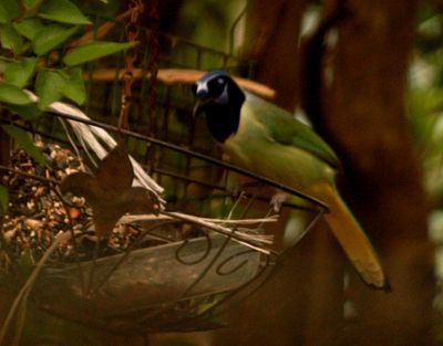 47countygreenjay