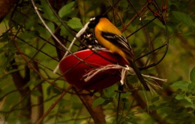 47countyaudubon'soriole.JPG