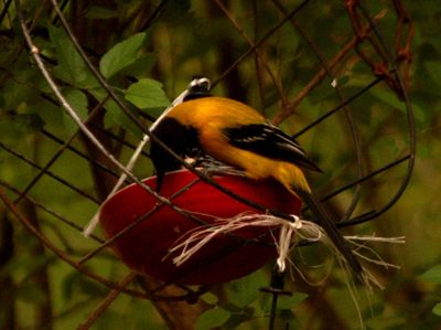 47county222222222audubon's.JPG