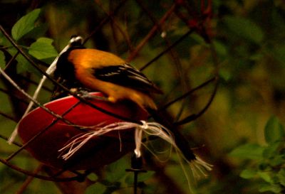 47county4444444audubon's.JPG