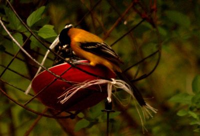47county66666666audubon's.JPG