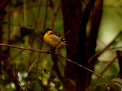47county22222lsessergoldfinch.JPG