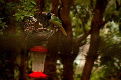 47countyggreenjay.JPG