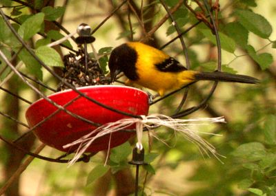 48countcyaudubuons.JPG