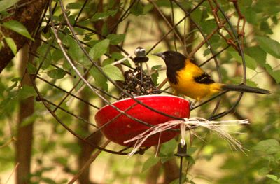 48county.audubon'soriole.JPG