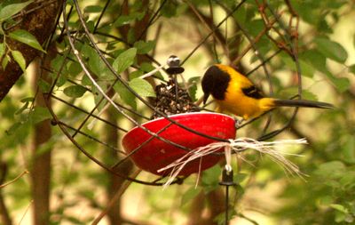 48county.audoriole.JPG