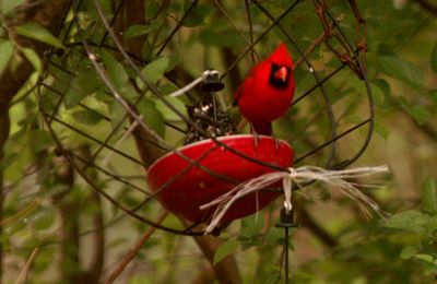 48county.cardinal'.JPG