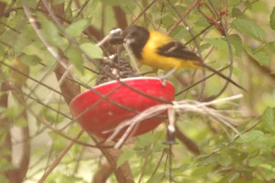 48county.audubon's1111111.JPG