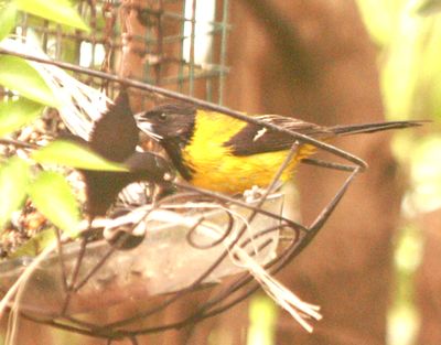 48county.audubon'ssssssssss.JPG