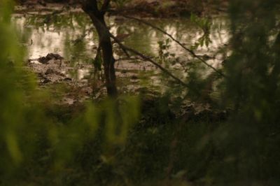 48saturday.pectorialsandpiper.JPG