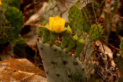 48saturcactusflower.JPG