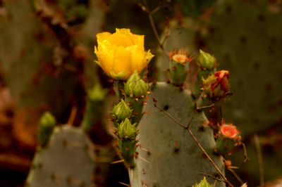 48saturcacflower.JPG