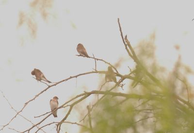 48saturswallows.JPG