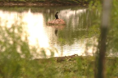 48saturday.cormorant.JPG