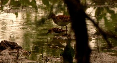 48saturday.ppectoralsandpiper.JPG