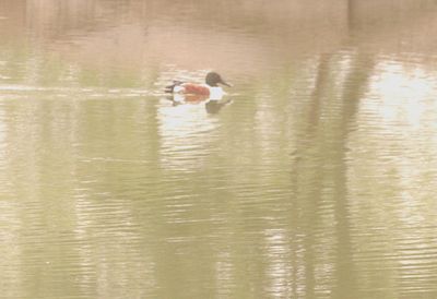 48saturday.northernshoveler.JPG