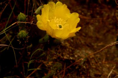 48satur2222cactursflower.JPG