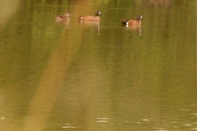 48saturbluewingedteal.JPG