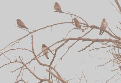 48satur2swallows.JPG