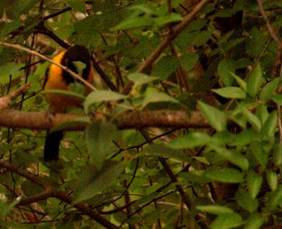 410county.audubon'sorioleJPG