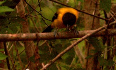 410countyaudubon'sorioleeeeeeeee