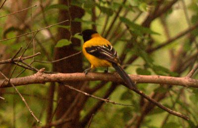 410countyaudubon'soriolezzzzzzzzzzzzz.JPG