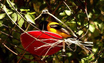413countyaudubonsssssssssss.JPG