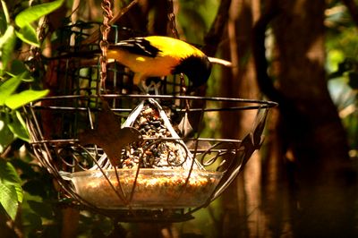 413county22223audubon'soriol.JPG