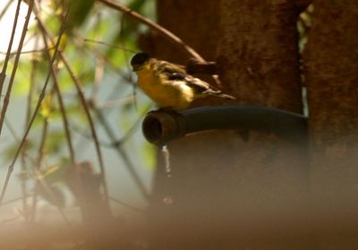 413countylessergoldfinch.JPG