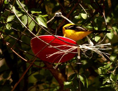 413countyaudubonsoriole.JPG