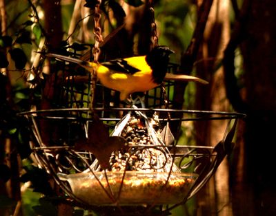 413countyaudubon's22222222222.JPG