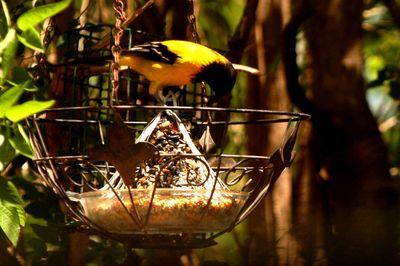 413county22223audubon'soriol.JPG