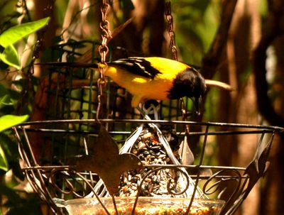 416countyaudubon's22222222222.JPG