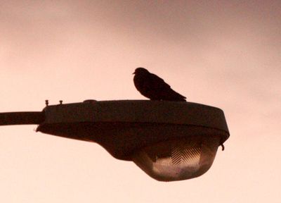 417countyrockpigeon.JPG