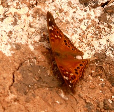 417countyleilia.JPG