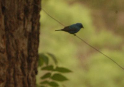 422county.indigobunting.JPG