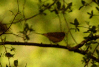 422county.warbler.JPG