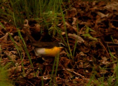 422county.yellowbreastedchat11111111.JPG