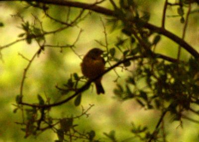 422county.nashvillewarbler.JPG