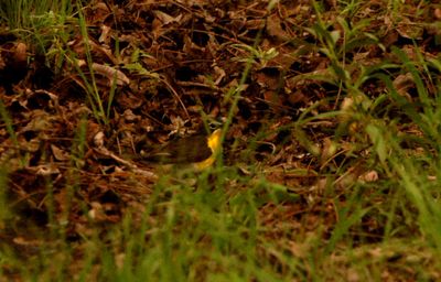 422county.yelbreastedchat.JPG