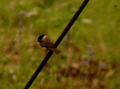 422county.chicadee.JPG