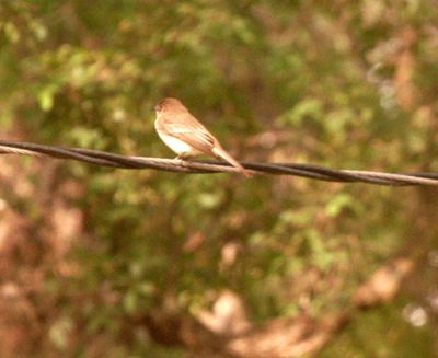 422county.easternphoebe.JPG